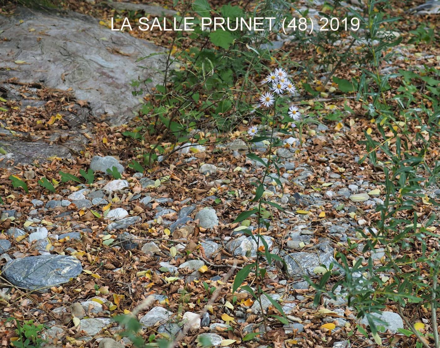 Michaelmas Daisy, Narrow-leaved plant